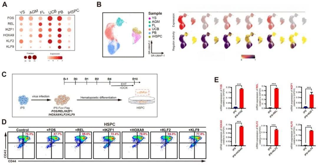 Cell Regen最新研究：揭示人体不同发育阶段造血干细胞关键特性及其调控网络