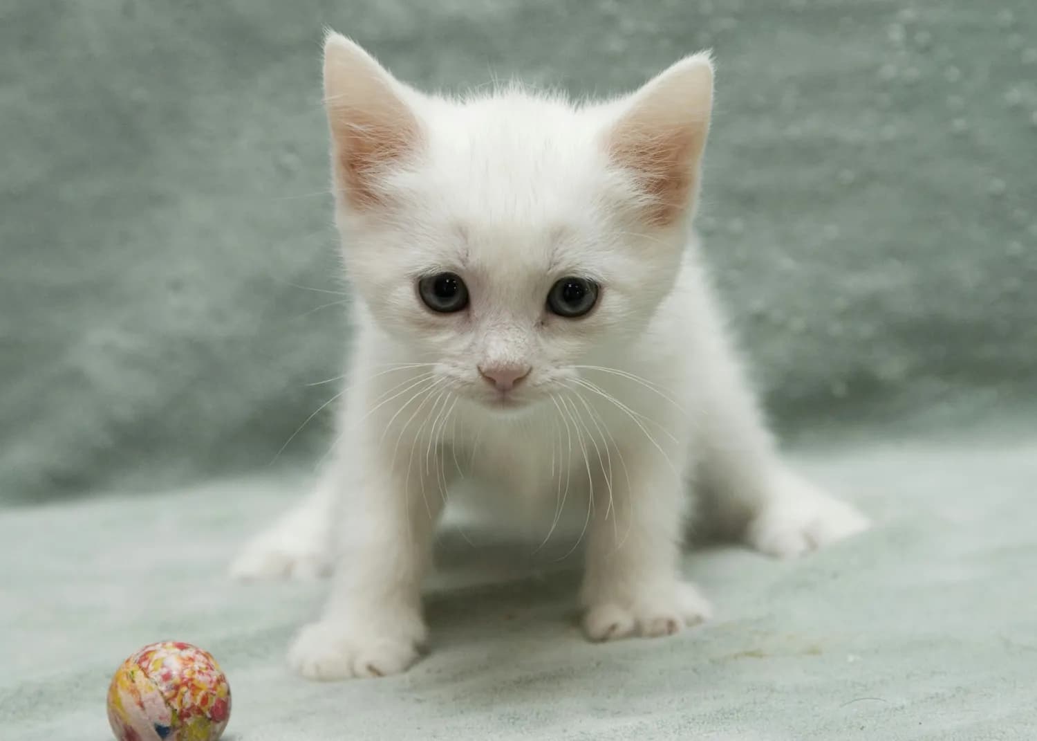 《奇妙猫咪世界》：与25只萌猫共度欢乐时光