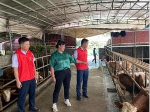 广西农商联合银行：金融助力养牛人有“犇”头