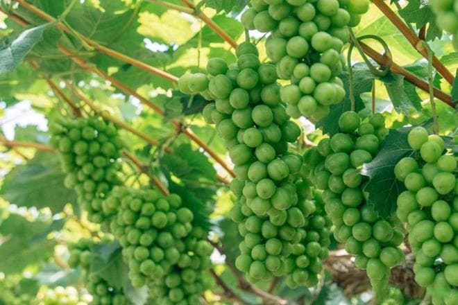 想实现水果自由？看这篇冬季果树种植实操教程