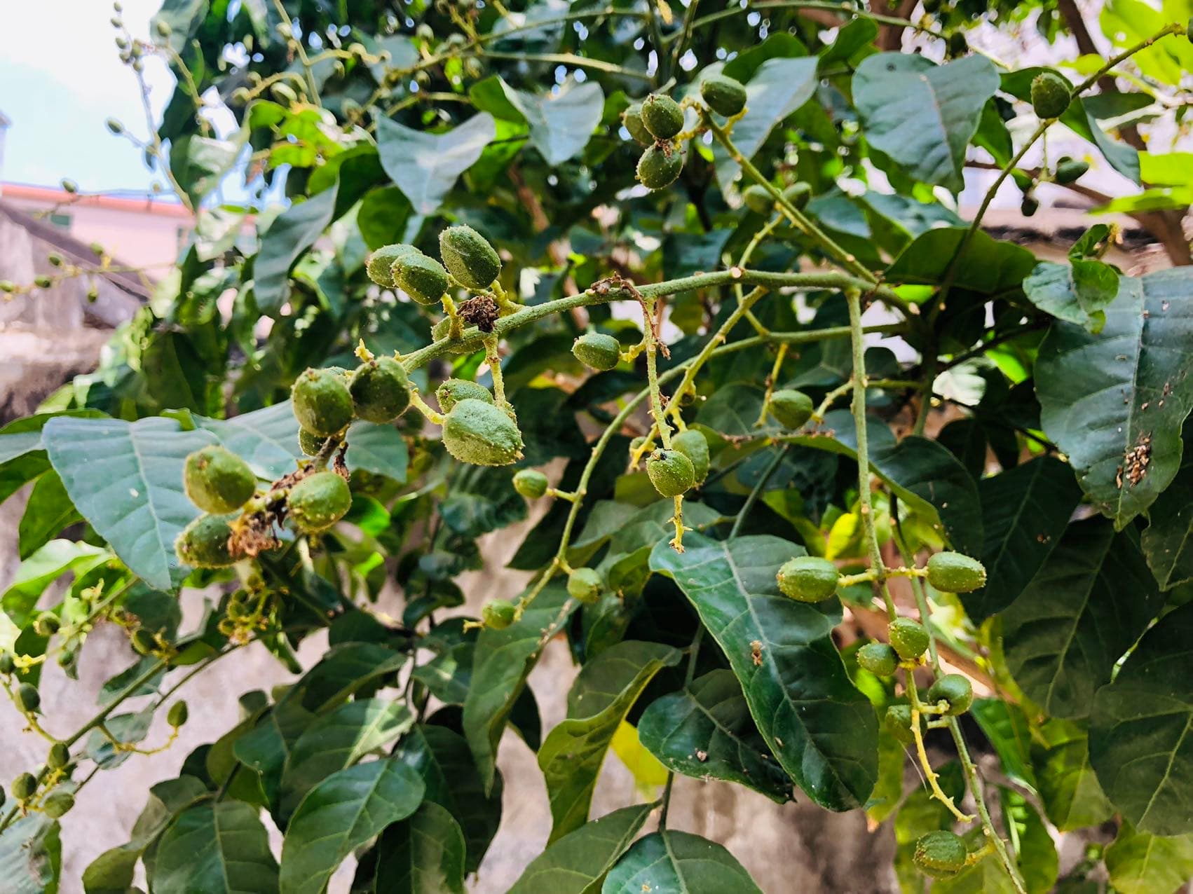 黄皮的功效与作用有哪些