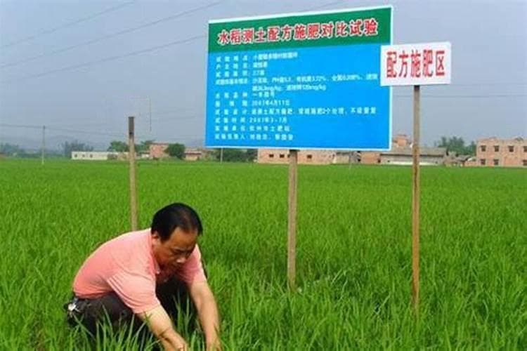 水稻常规施肥技术