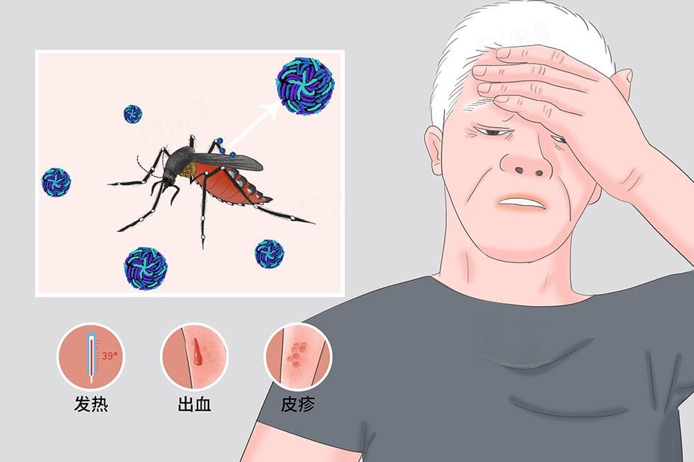 登革热的传播媒介