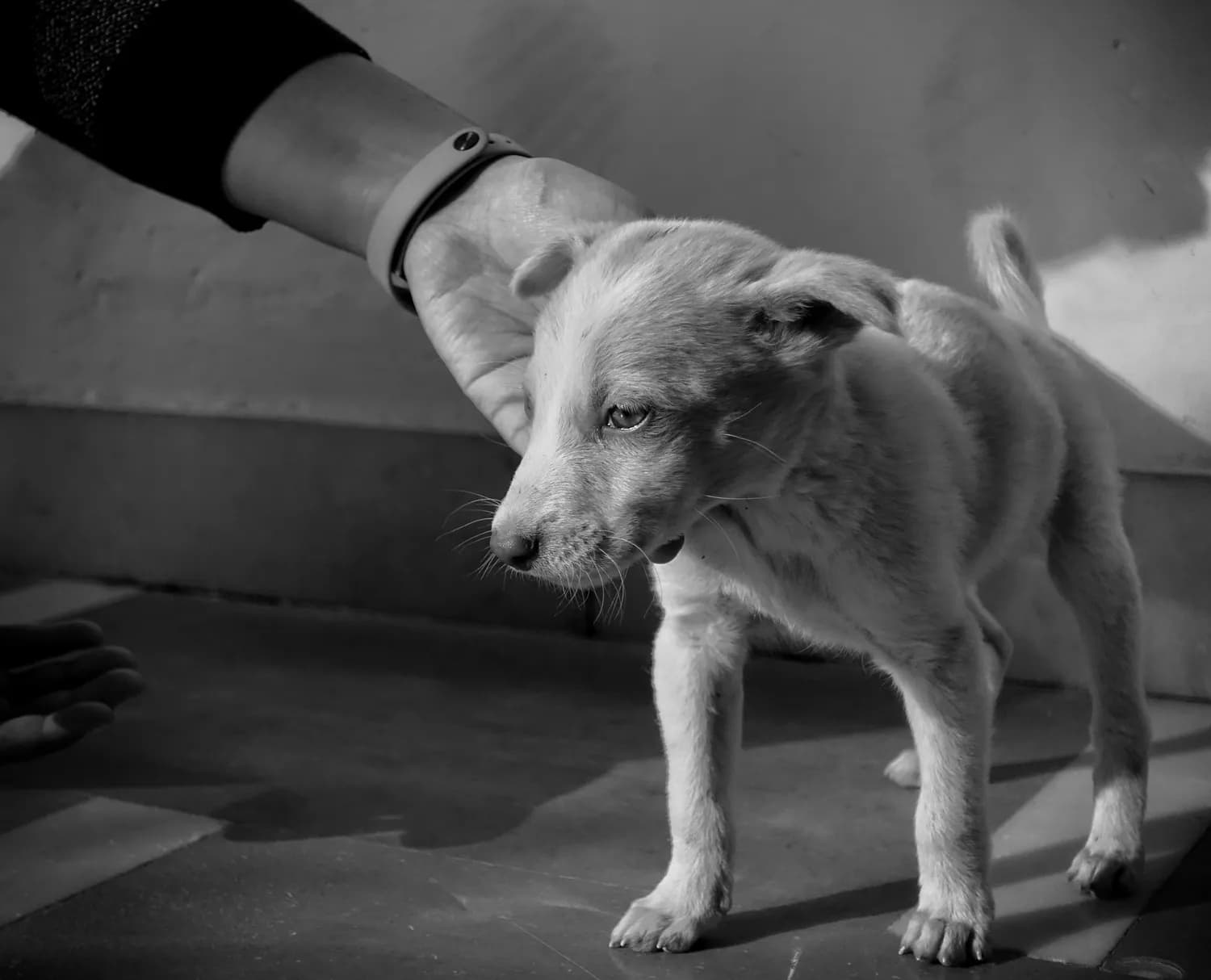 世界狂犬病日：市疾控中心教你如何防范狂犬病