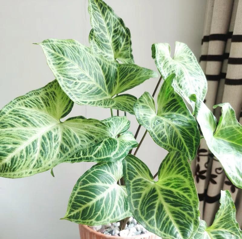 室内耐旱耐阴植物有哪些？如何选择适合的品种？