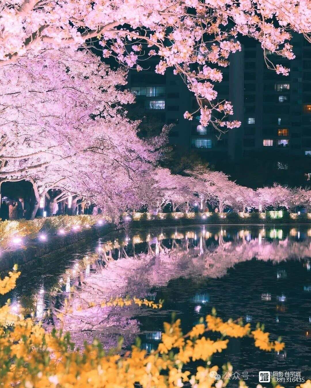 樱花季拍摄手册：9个樱花拍照技巧，拍出氛围感花树大片
