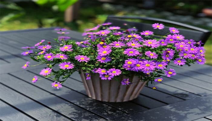 姬小菊：形态特征、栽培技术与观赏价值