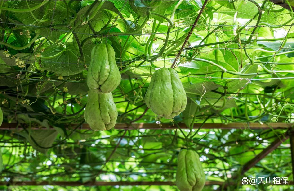 佛手瓜的种植与管理要点