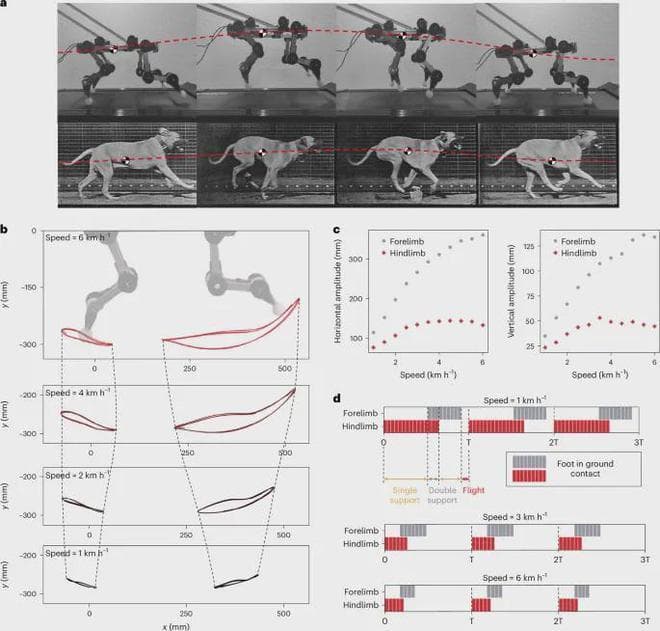 Nature子刊：EPFL、MIT等名校联合突破，基于协同控制的四足机器人