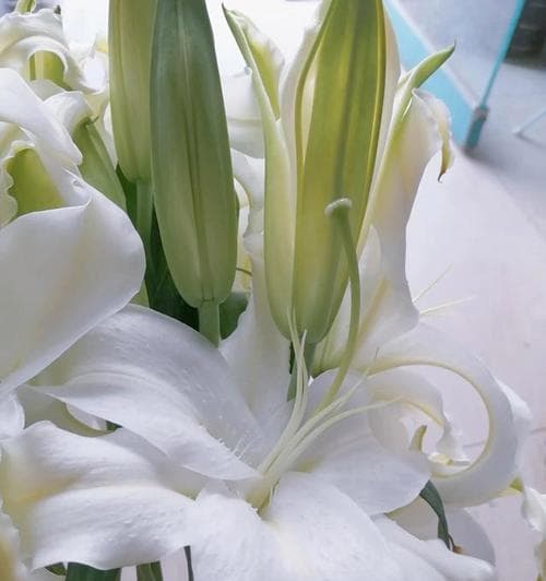 给病人送什么花最合适？花语和选择指南是什么？