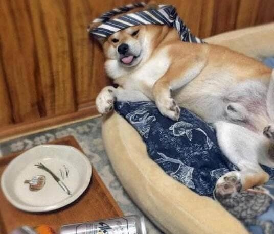 狗狗喝酒可能会危害生命，千万不要给狗狗喝酒！