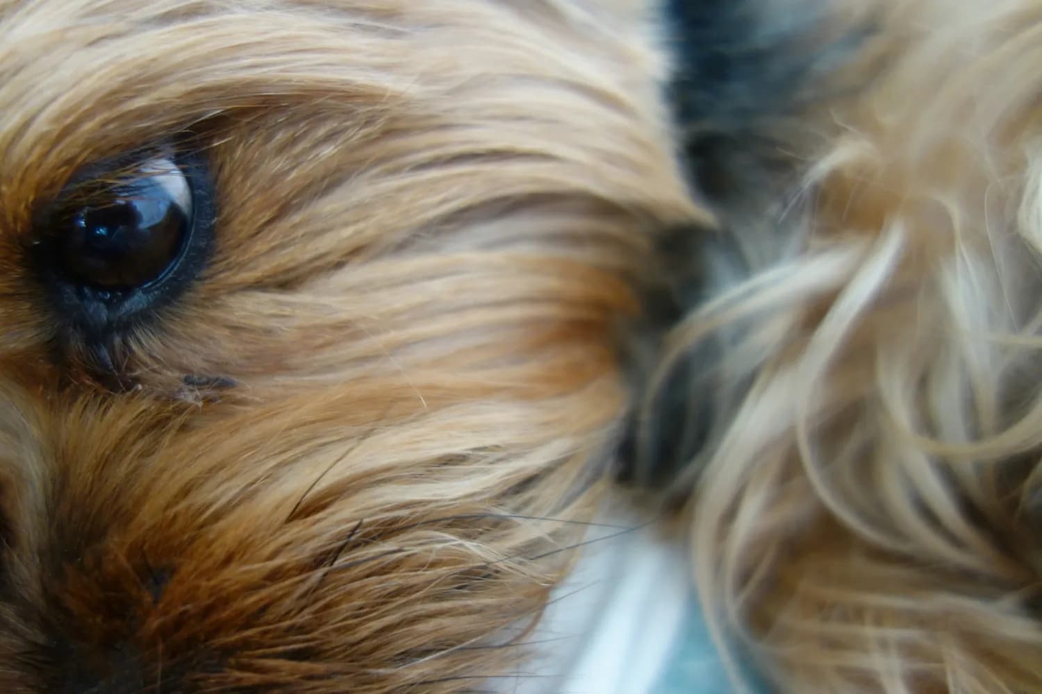 泰迪犬呼吸保健指南：从日常护理到紧急应对