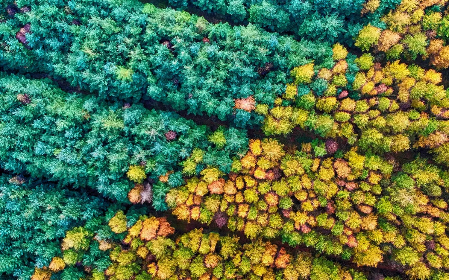 最新研究揭示：植物多样性是地球生态系统的关键