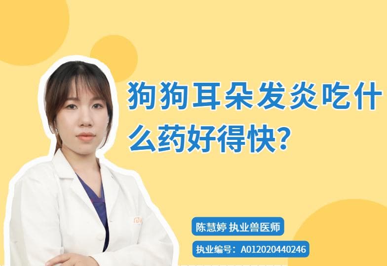 【宠医科普】狗狗耳朵发炎吃什么药好得快？