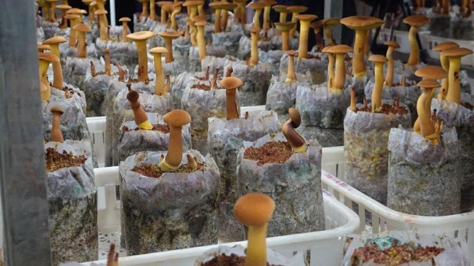 一年四季都能采！“见手青自由”要来了🤩