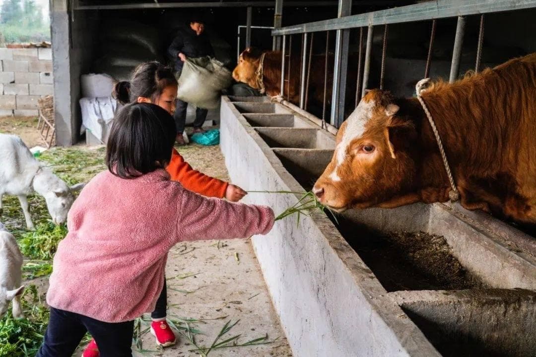 牛异食癖如何判断？如何预防？