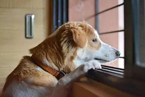 雾霾天，养狗秘籍：室内活动，通风换气！