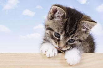 小猫体温异常，宠物主人需警惕！