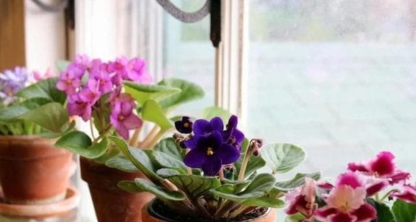 室内不通风适合养什么花或植物？（15种适合室内不通风环境的植物推荐）