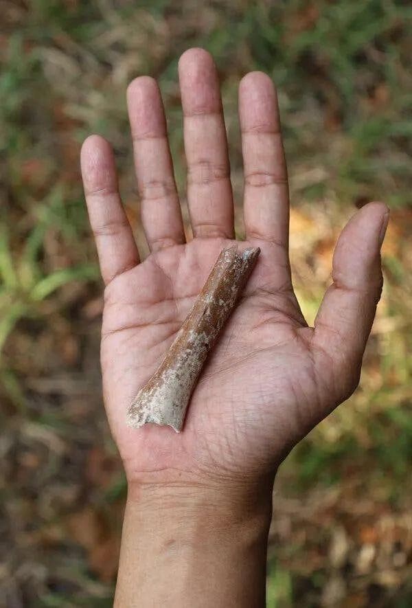印尼奇特古人类“霍比特人”进化旅程新发现