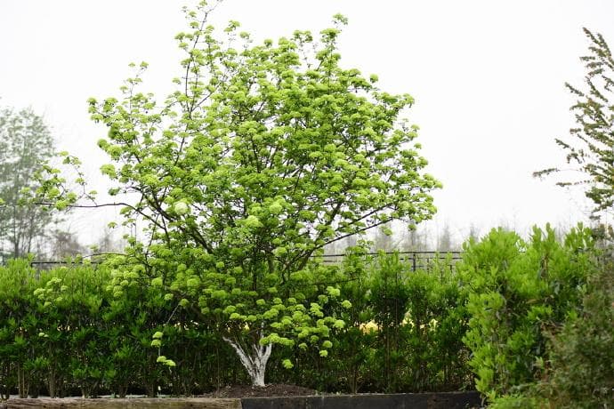 木本绣球花的养殖方法和注意事项