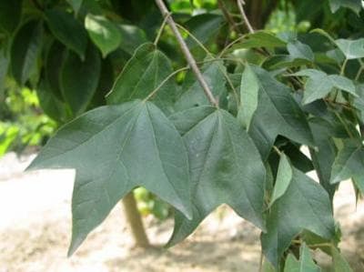 三角枫种植方法