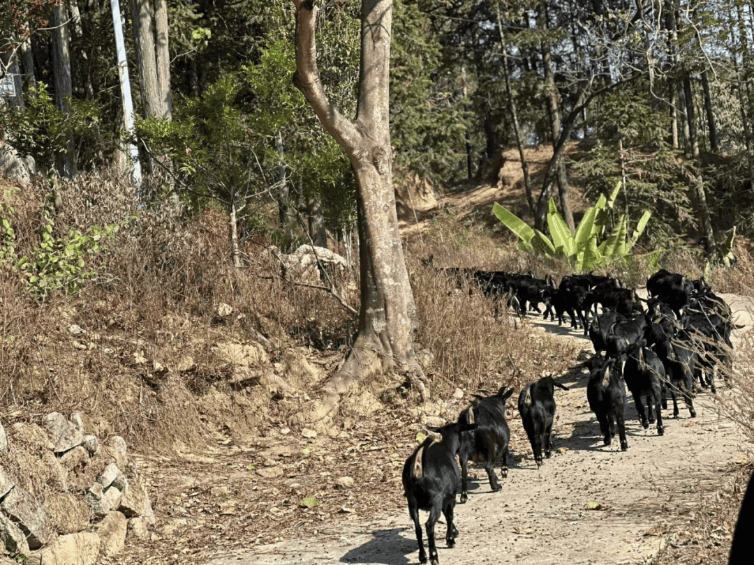 武东镇：发展规模化黑山羊养殖 培育产业振兴“领头羊”