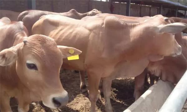 肉牛主要的经济性状及其测定方法