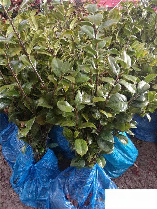 茶梅种植方法