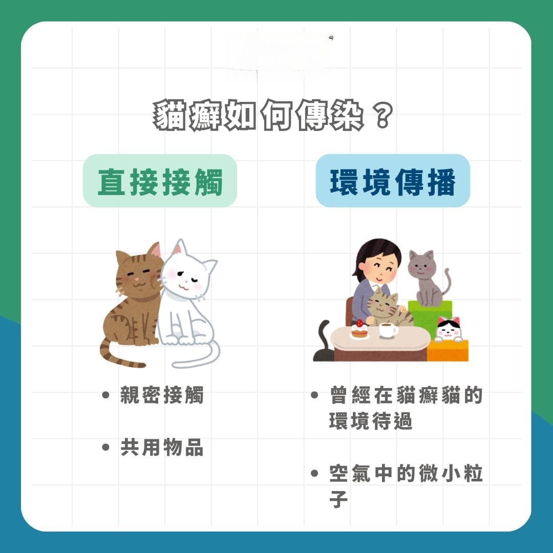 猫癣会传染人？！“猫癣 / 猫霉菌”治疗全攻略，症状、原因一次看！