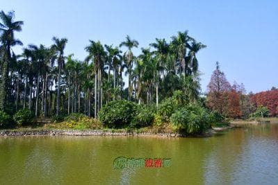 云南勐腊十大景点：从热带植物园到边境贸易区