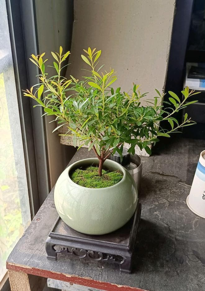 茶室内小叶赤楠养护指南：打造生机勃勃的绿色空间