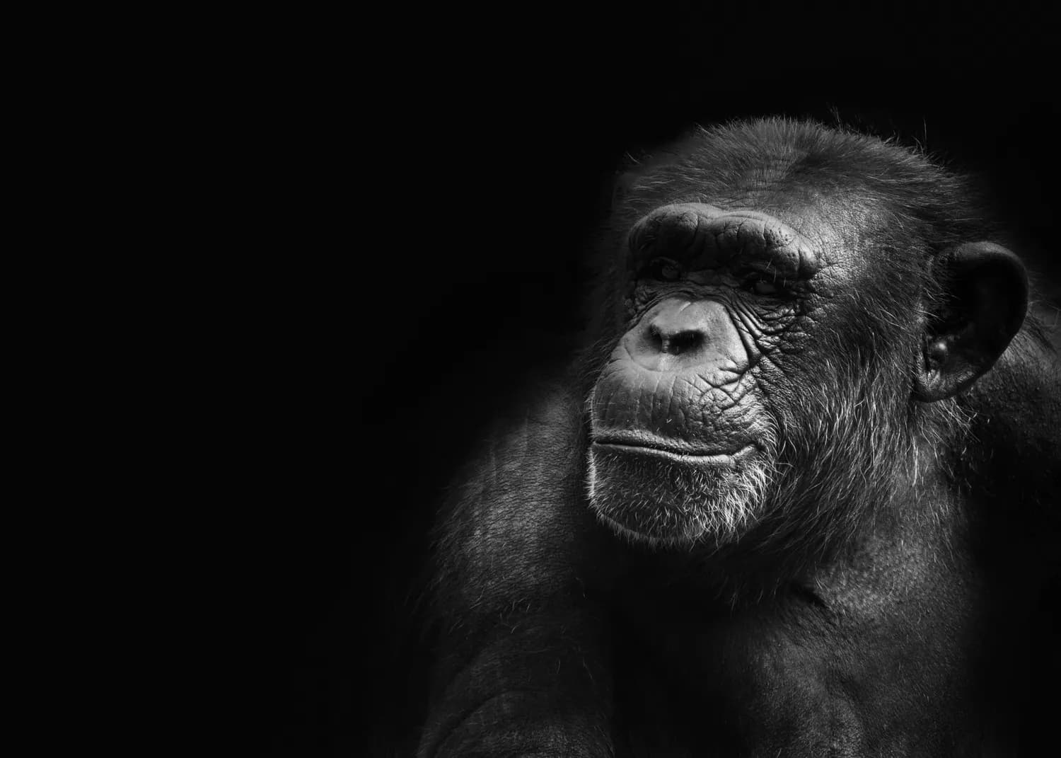 从《猩球崛起》到科学研究：黑猩猩行为与人类有多相似？