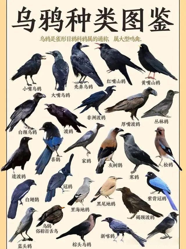 乌鸦和八哥究竟有什么区别？它们是同一种鸟吗？