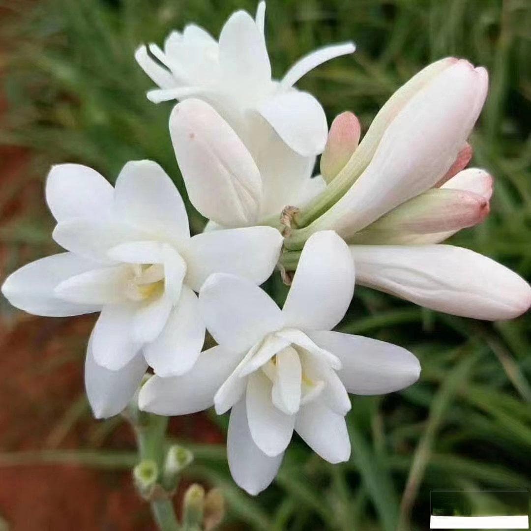 夜来香开花时间：夏季傍晚至夜晚，白天闭合