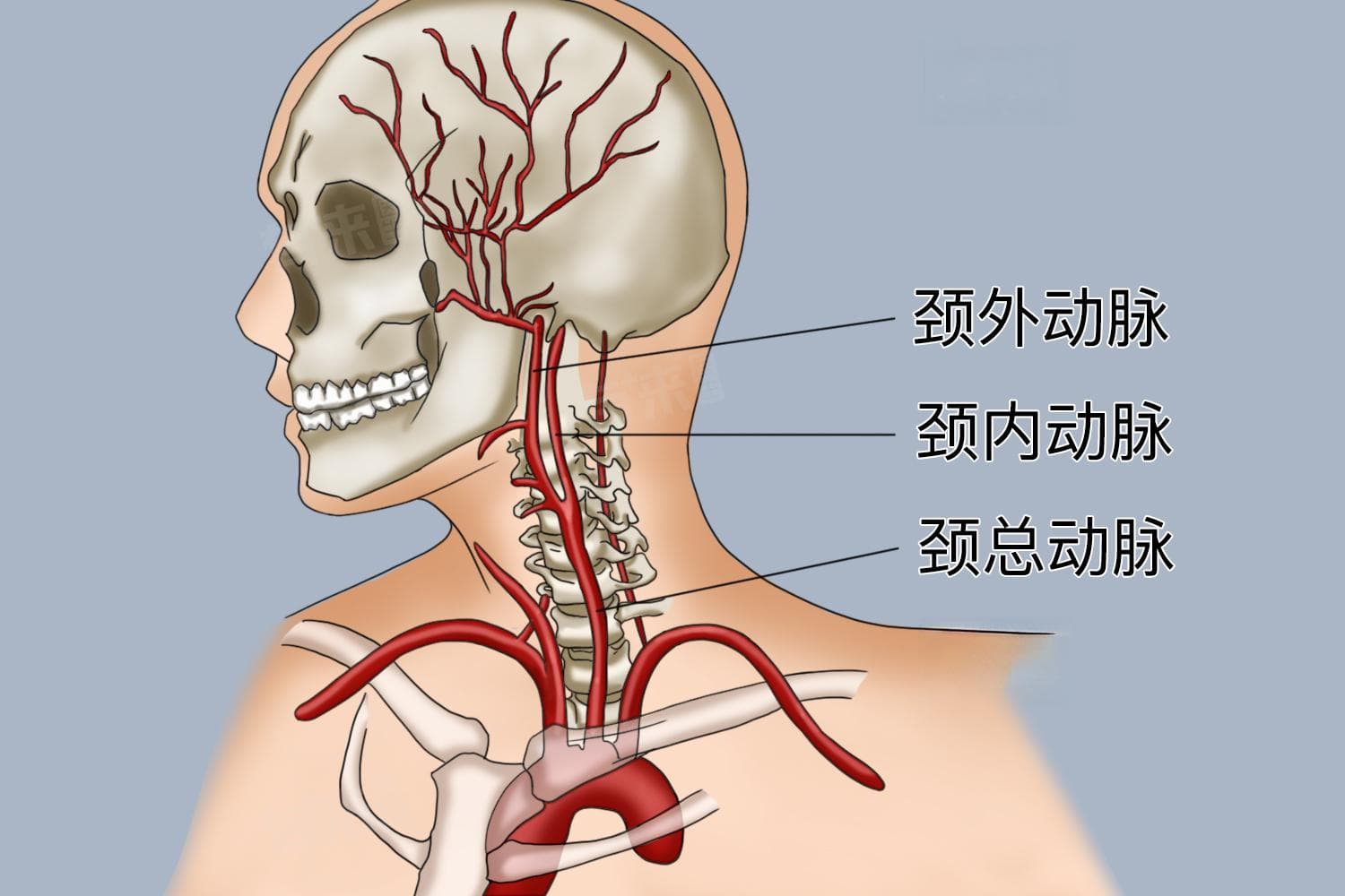 颈动脉内膜增厚是怎么回事，需不需要治疗