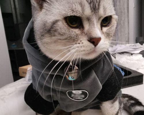 如何确保小猫安全、不受惊吓