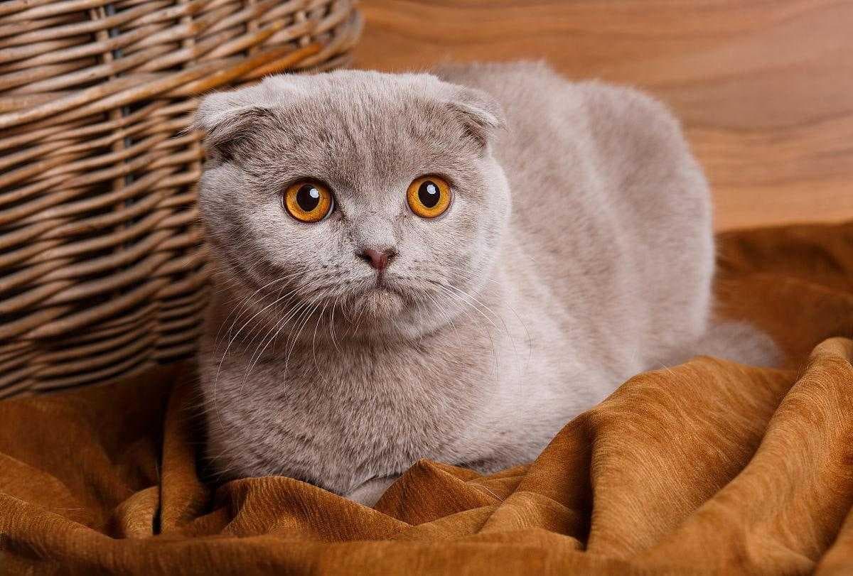 猫口炎：症状、病因、诊断与治疗全解析
