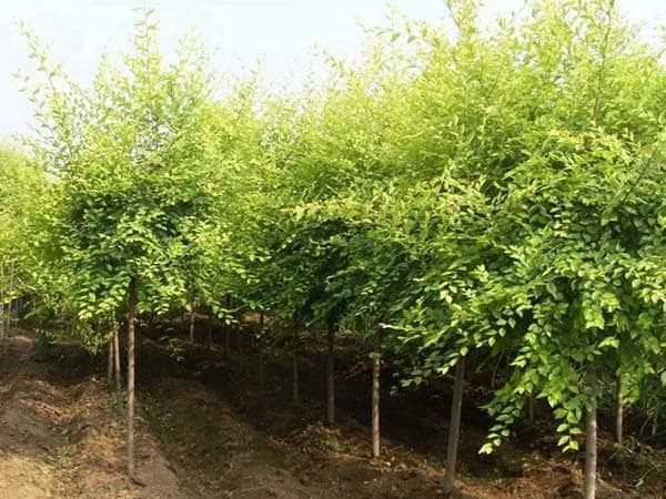 金叶榆适合北方种植吗