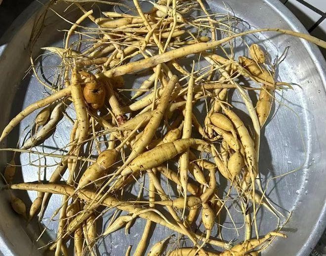 牛大力：一种力大如牛的神奇植物，秋冬采挖正当时
