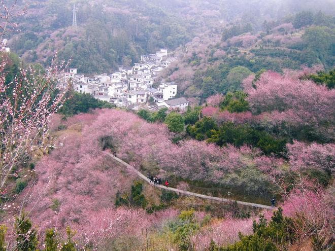 春游必看！11处绝美粉色花海，从南到北尽享春日浪漫