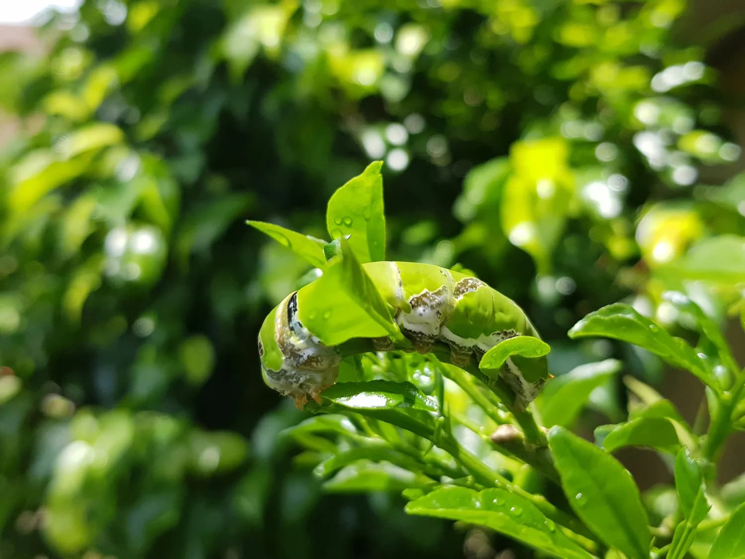 茶树健康守护者：你的茶园防虫秘籍