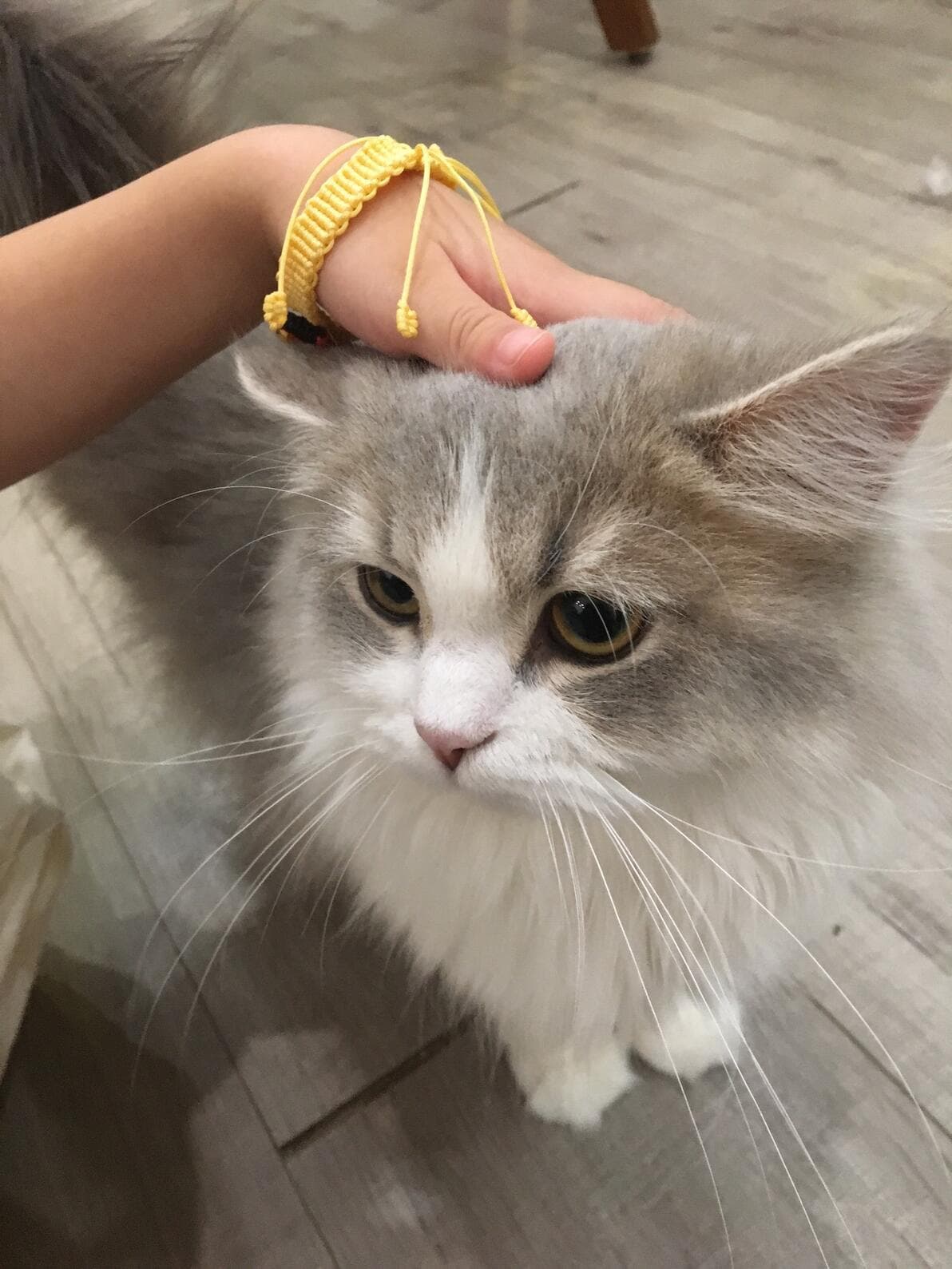 猫咪喜欢被摸哪些部位？掌握撸猫“开关”，秒变猫猫按摩仪！