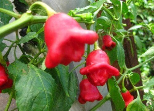 灯笼椒的种植方法和时间 种植技术及管理要点