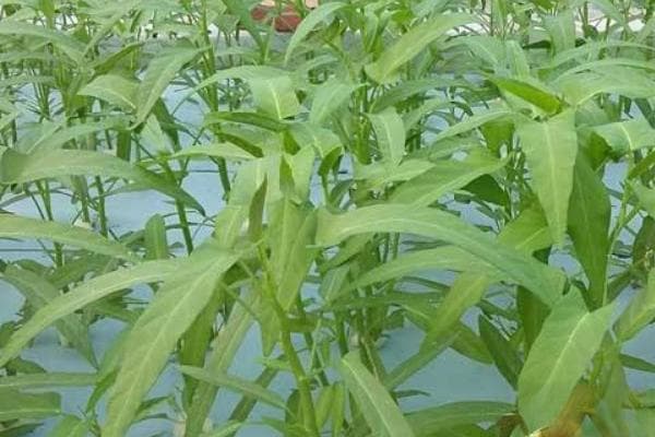空心菜高产优质的栽培技术