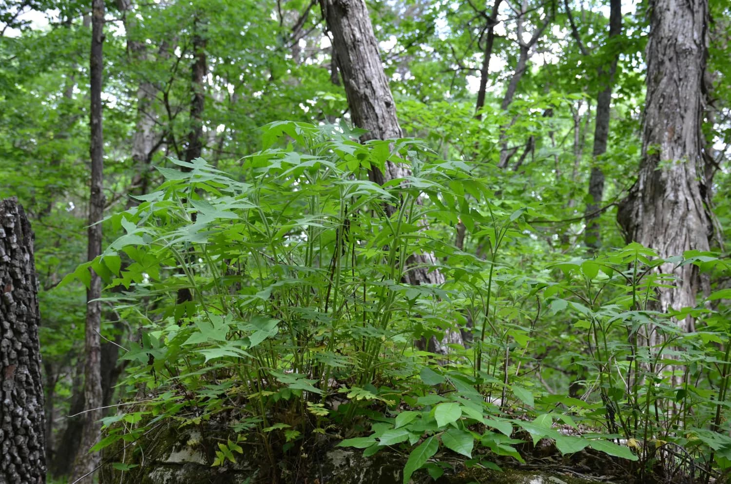 野山七：秋冬养生新宠