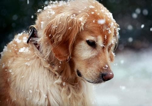 金毛犬咳嗽的原因及应对方法