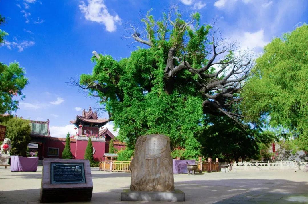 根脉相连：山西洪洞大槐树下的迁徙记忆