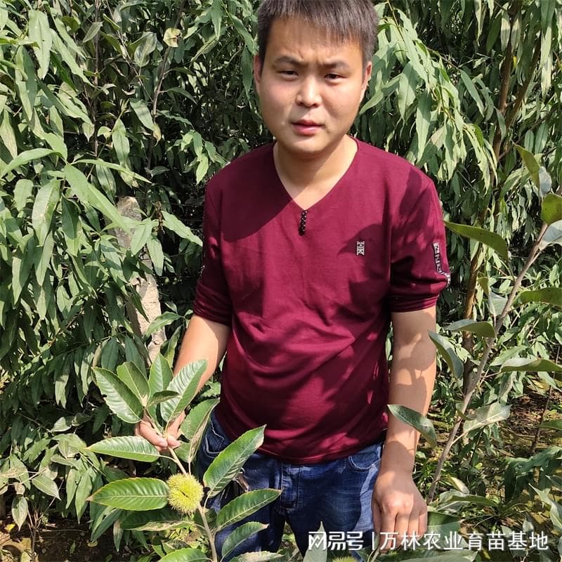 大棚香椿苗，为生活增添绿意