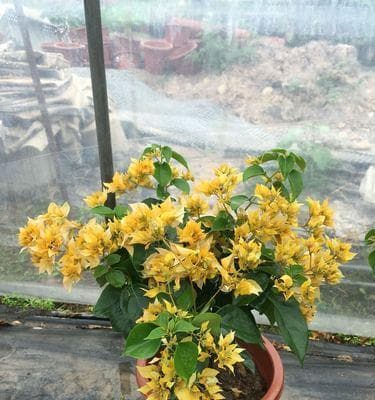 三角梅品种大全：从牛心叶到火焰花，栽培技巧全解析